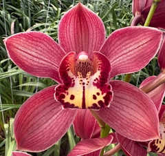 Cymb T Hot Ruby 60cm 9+