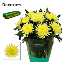 Chr G Topspin Yellow 70cm 85gram