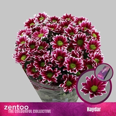 Chr T Haydar 70cm 85gram