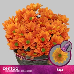 Chr T Kaya+ 70cm 85gram