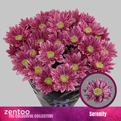 Chr T Serenity 70cm 75gram