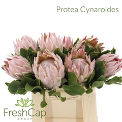 Protea Cynaroides 40cm