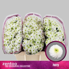 Chr San Ferry 55cm 100g