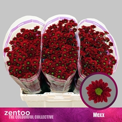 Chr S Mexx 55cm 120g