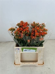 Kal Bri Orang Meadow