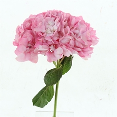 Hydr Other 60cm 21cm Ø
