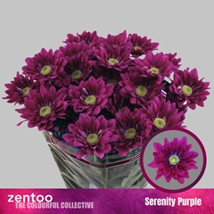 Chr T Serenit Purple 70cm 75gram
