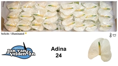 Anth A Adina 55cm 11cm Ø