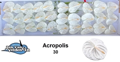 Anth A Acropolis 45cm 9cm Ø