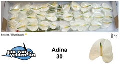 Anth A Adina 50cm 9cm Ø