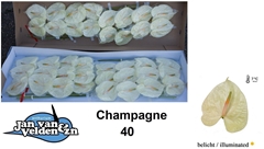 Anth A Champagne 55cm 11cm Ø
