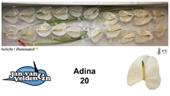 Anth A Adina 50cm 9cm Ø