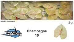 Anth A Champagne 60cm 15cm Ø