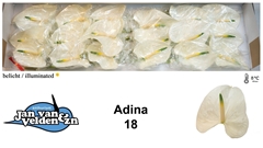 Anth A Adina 60cm 13cm Ø