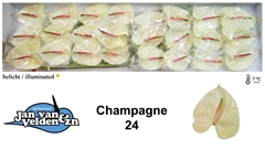 Anth A Champagne 55cm 11cm Ø