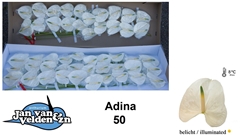 Anth A Adina 55cm 9cm Ø