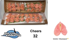 Anth A Cheers 55cm 11cm Ø