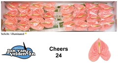 Anth A Cheers 55cm 11cm Ø
