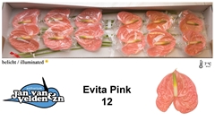 Anth A Evita Pink 60cm 13cm Ø