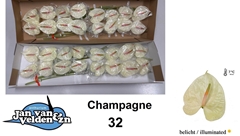Anth A Champagne 55cm 11cm Ø