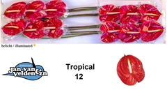 Anth A Tropical 60cm 13cm Ø