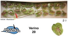 Anth A Verino 50cm 9cm Ø
