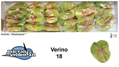Anth A Verino 60cm 13cm Ø