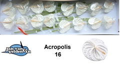 Anth A Acropolis 55cm 11cm Ø