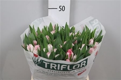 Tu Fr Neglige 41cm 36gram 23