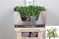 Alst Fl Charme Blanc 75cm 16+