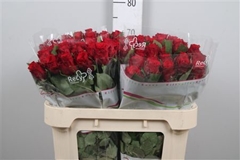 R Gr Red Torch 70cm