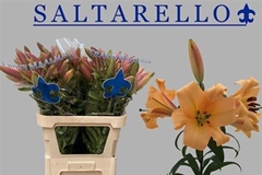 Li Or X Tr Saltarell 95cm 35+