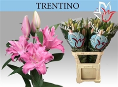 Li Or Trentino 80cm 55+