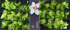 Cymb T Mrs R Hood 80cm 12+