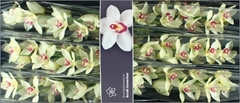 Cymb T Ivory 80cm 13+