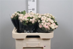 R Tr Severina 60cm 65+