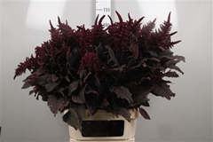 Amar Cruen Velvet 100cm