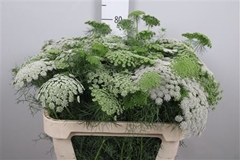Ammi Visnaga 75cm