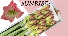 Hipp G Sunrise 75cm 4+