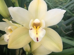 Cymb Mi Earlys Paddy 60cm