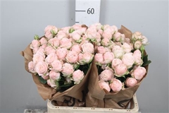 R Tr Bombastic 60cm 55+