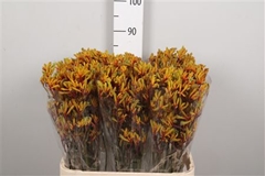 Anigoz Gold Fever 80cm