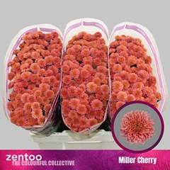 Chr S Miller Che Red 55cm 120g