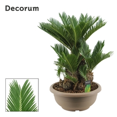 Cycas Revoluta 40Ø 70cm