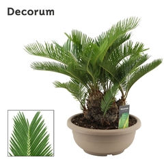 Cycas Revoluta 30Ø 50cm
