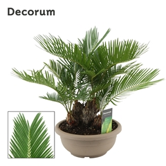 Cycas Revoluta 25Ø 45cm