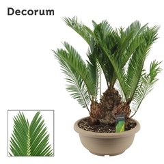 Cycas Revoluta 35Ø 65cm