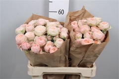 R Tr Other 60cm 55+