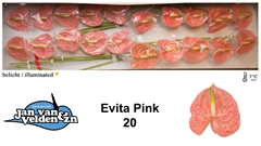 Anth A Evita Pink 50cm 9cm Ø