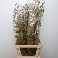 Rosa Corallo 110cm